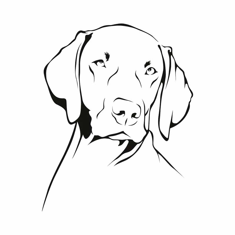 Stiker Vinyl PVC Tahan Air Ben - Motorcycle Gear For Dogs ulasan dan harga