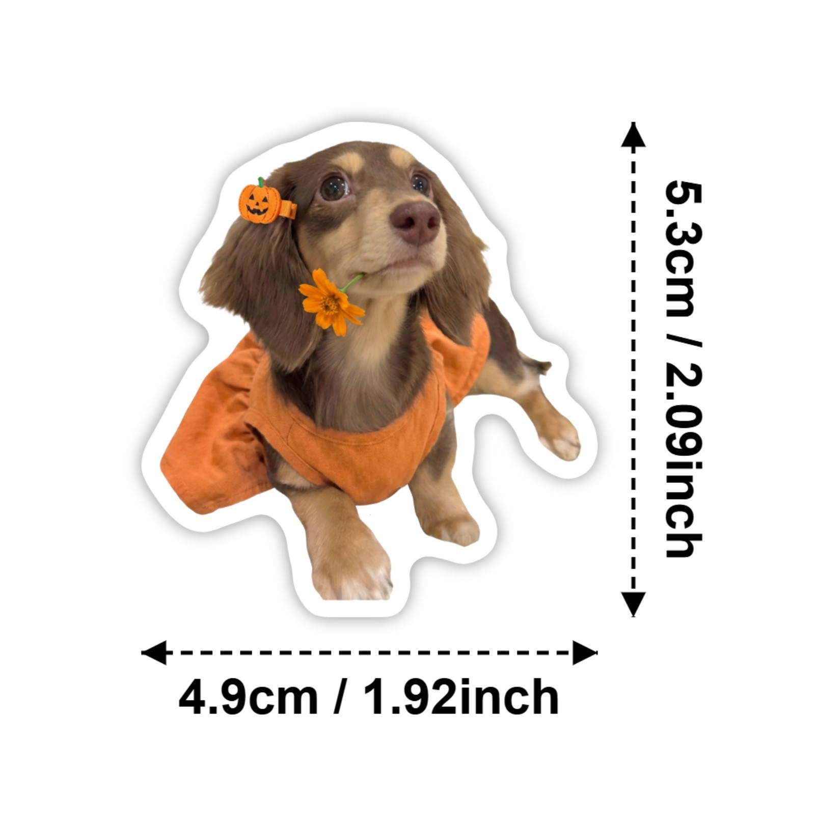 50 Buah Stiker Dachshund Lucu  - Motorcycle Gear For Dogs ulasan dan harga