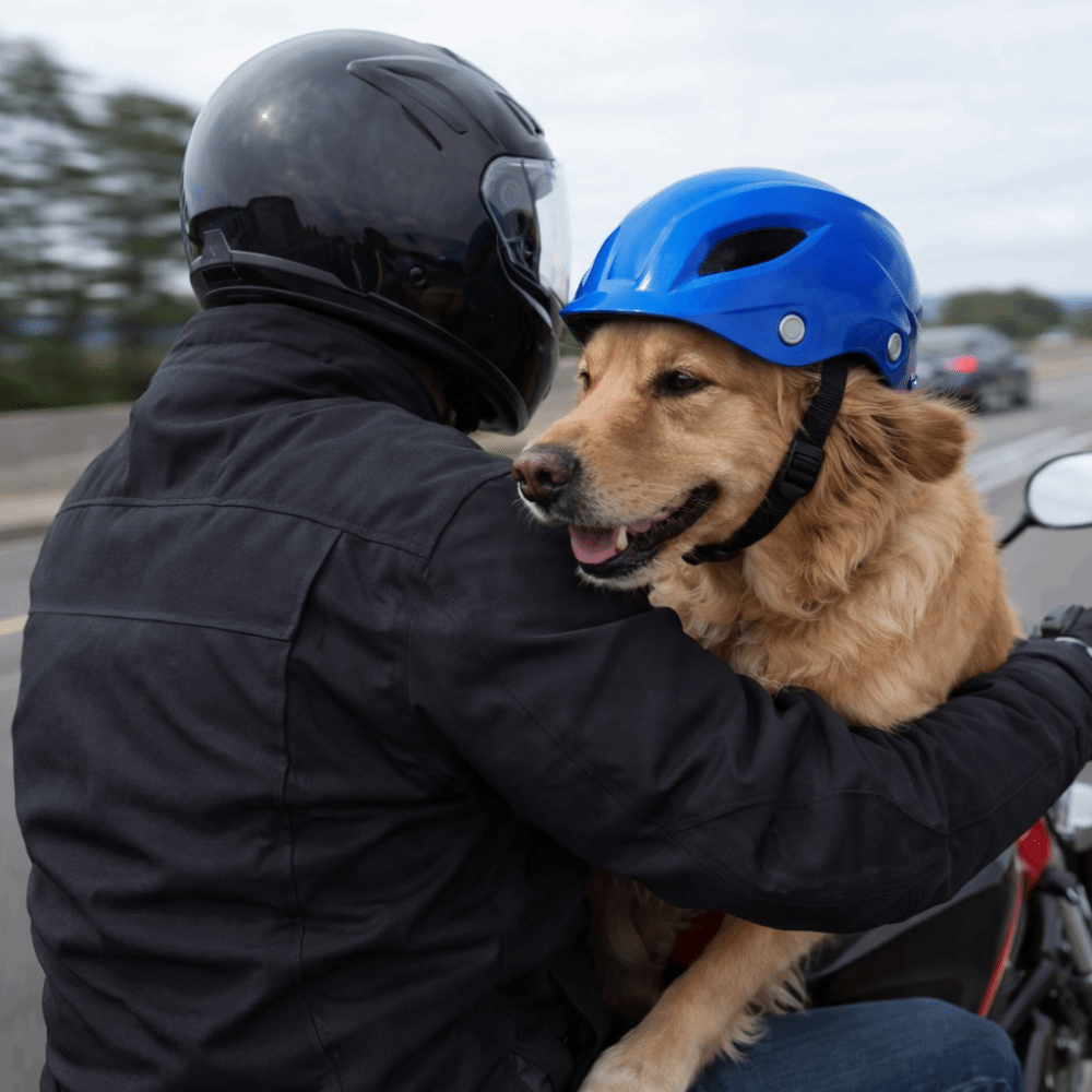 Helm Anjing yang Dapat Disesua - Motorcycle Gear For Dogs ulasan dan harga